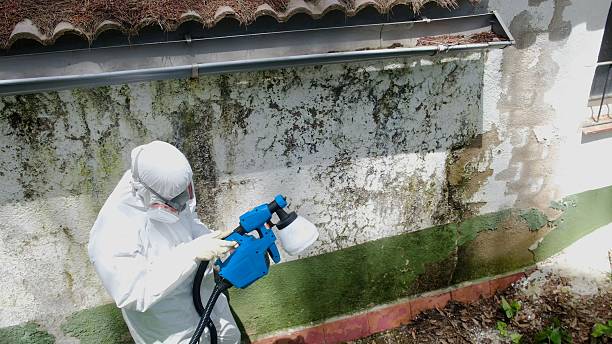 Trusted Mold Remediation service in Broomfield, CO - Cheap Mold Removal